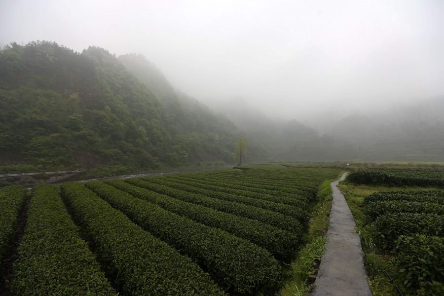 農(nóng)行重慶秀山支行通過(guò)公司、基地、農(nóng)戶支持當(dāng)?shù)剞r(nóng)民走上脫民致富